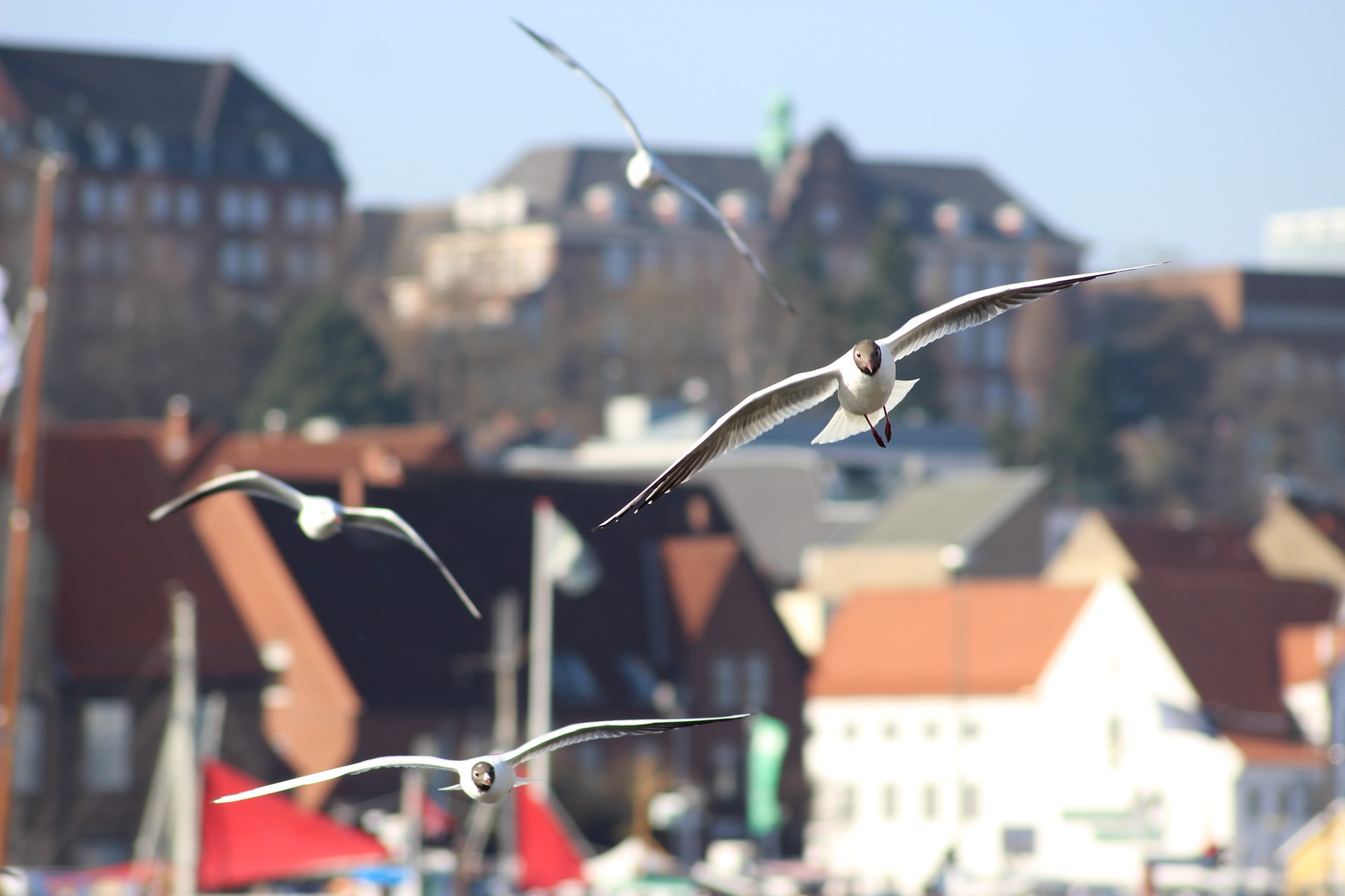 Möwen in Flensburg
