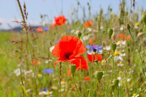Mohnblume