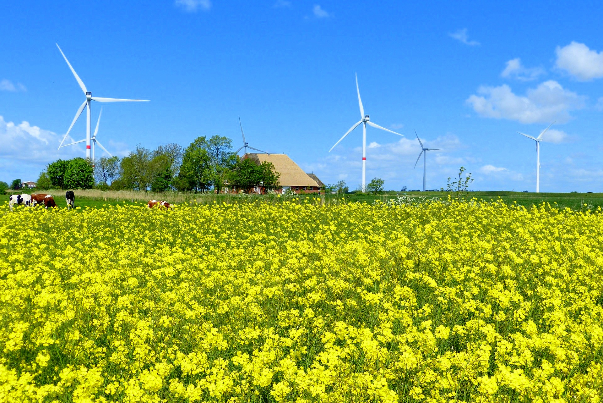 Rapsfeld mit Windkraftanlagen